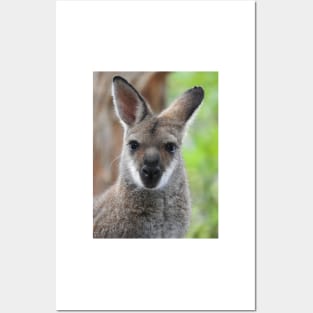 Swamp Wallaby Posters and Art